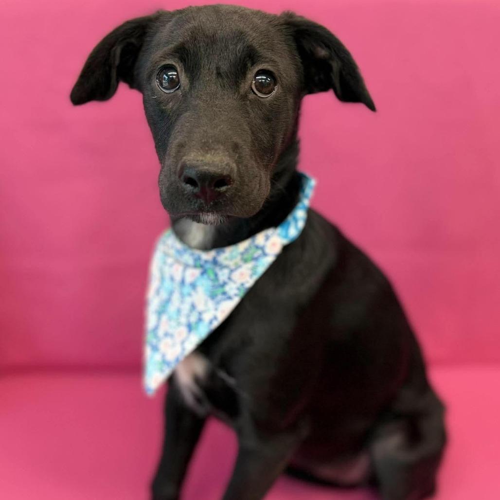 Enlarge Roz, a Adoptable mixed breed in Tacoma, WA image 1/1