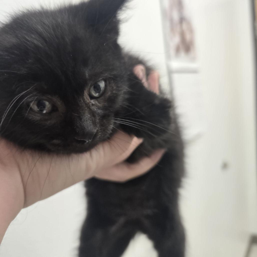 Enlarge Dust Bunny, a Adoptable Domestic Short Hair in Ashland, OR image 4/5