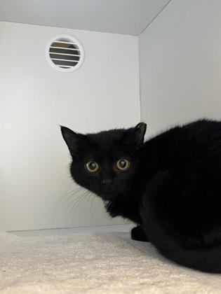 Enlarge Maeve (& Aisling) (working cat), a Adoptable mixed breed in Fairfax, VA image 1/3