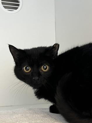 Enlarge Maeve (& Aisling) (working cat), a Adoptable mixed breed in Fairfax, VA image 2/3