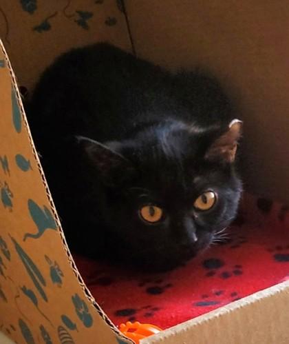 Enlarge Maeve (& Aisling) (working cat), a Adoptable mixed breed in Fairfax, VA image 3/3