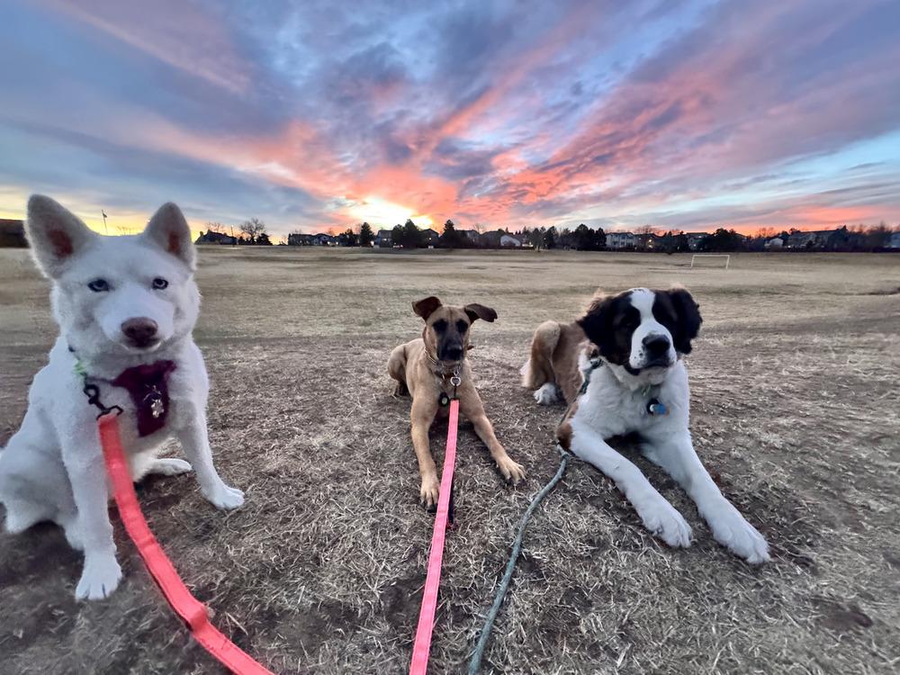 Enlarge Flora, a Adoptable mixed breed in Littleton, CO image 1/6