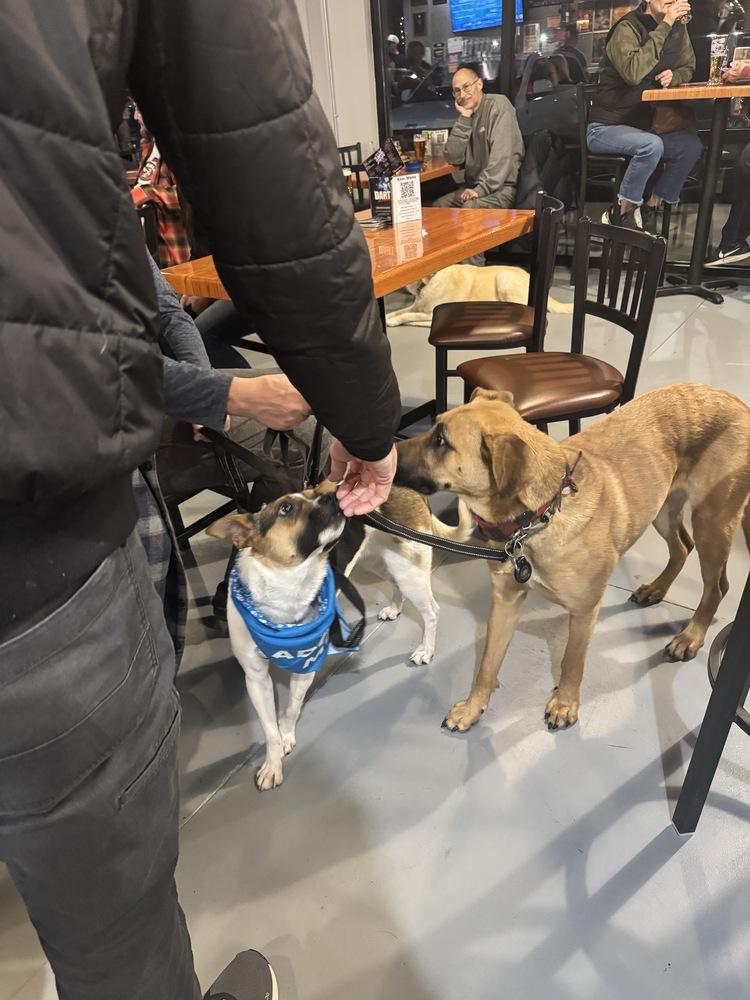 Flora, Adoptable, Adult Female Shepherd & Hound.