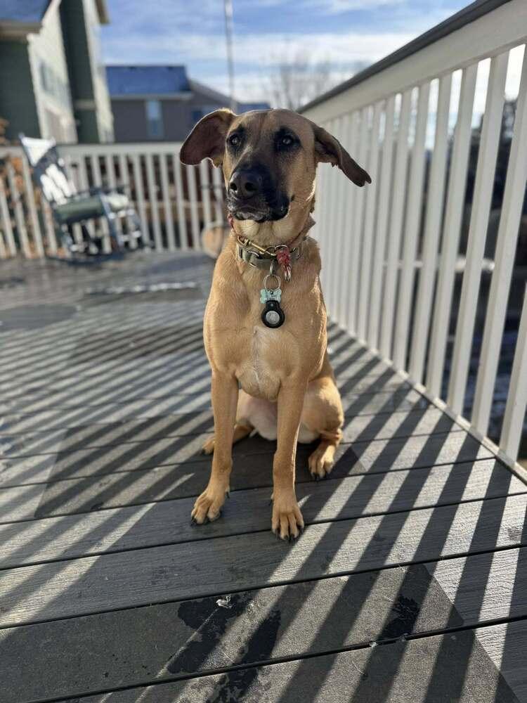 Enlarge Flora, a Adoptable mixed breed in Littleton, CO image 1/6