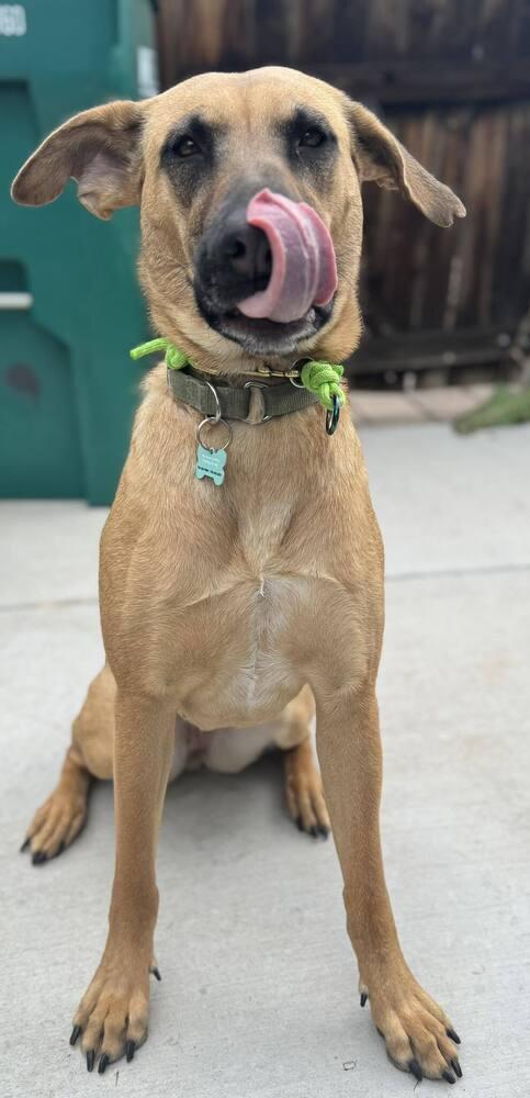 Enlarge Flora, a Adoptable mixed breed in Littleton, CO image 2/6