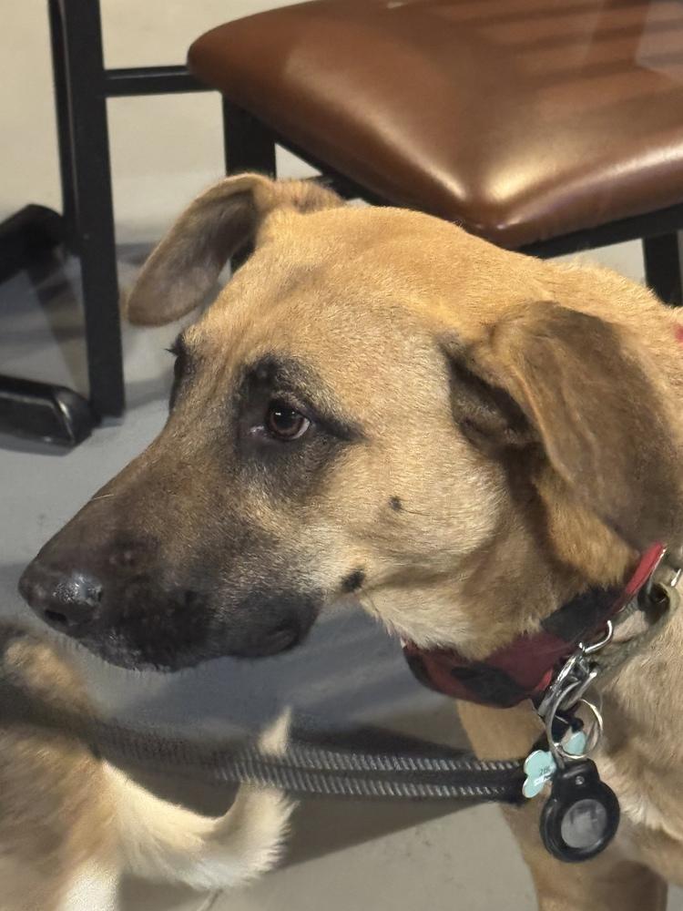 Enlarge Flora, a Adoptable mixed breed in Littleton, CO image 3/6