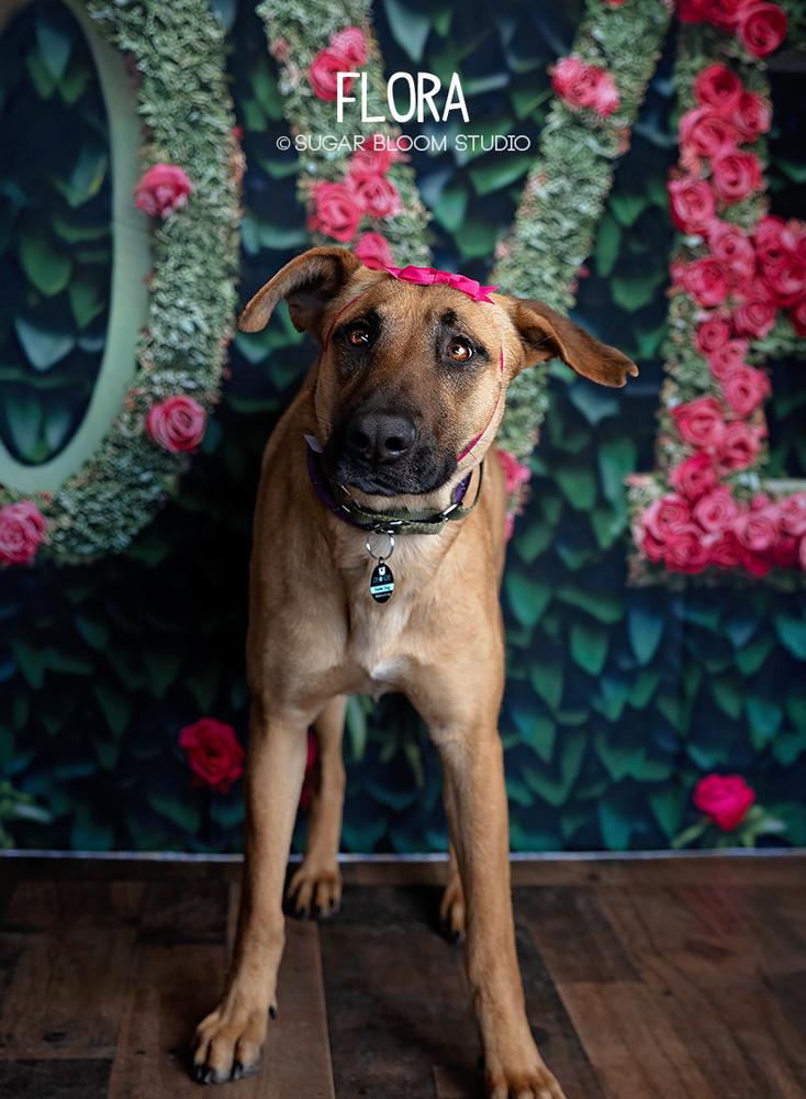 Enlarge Flora, a Adoptable mixed breed in Littleton, CO image 3/6