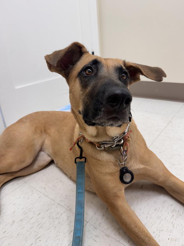 Enlarge Flora, a Adoptable mixed breed in Littleton, CO image 3/6