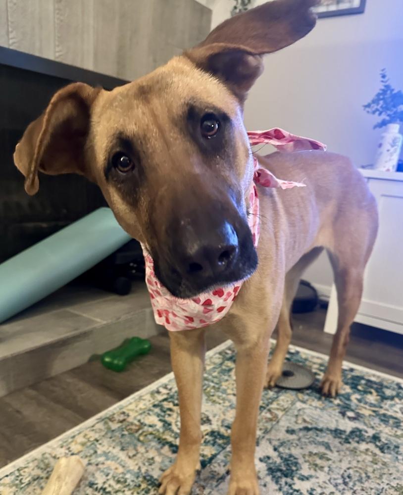 Enlarge Flora, a Adoptable mixed breed in Littleton, CO image 4/6