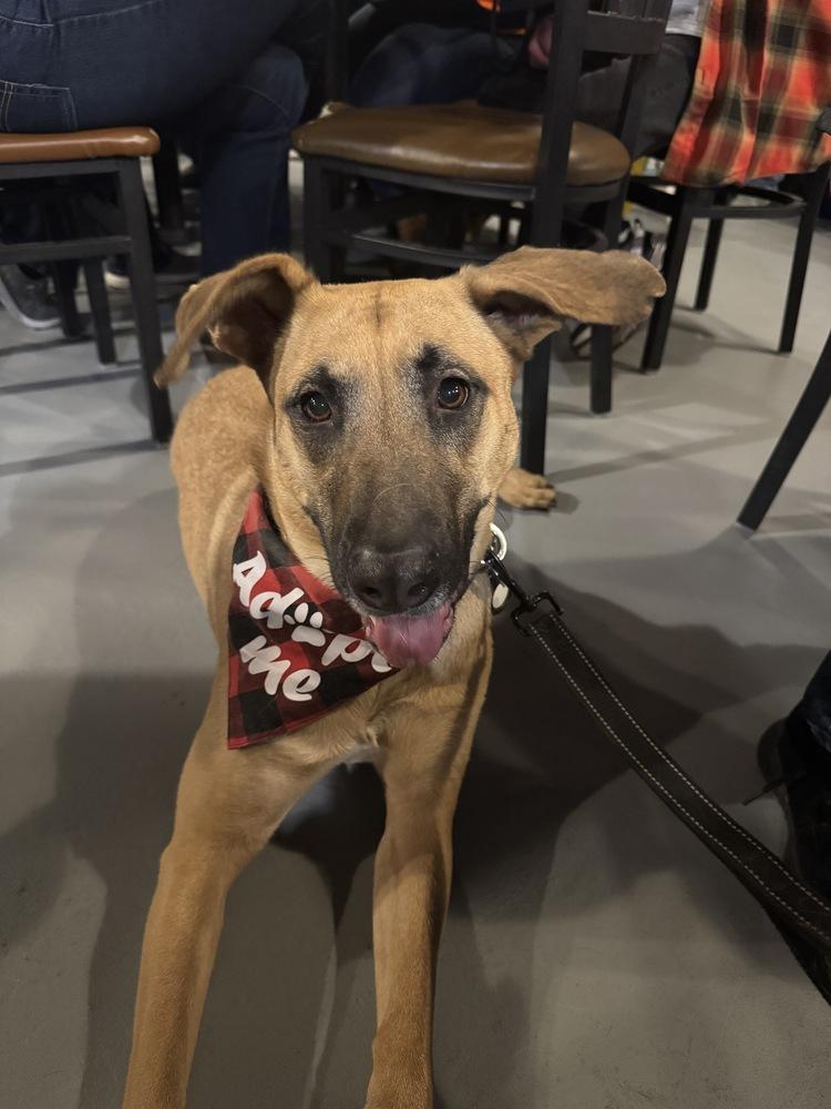 Enlarge Flora, a Adoptable mixed breed in Littleton, CO image 5/6