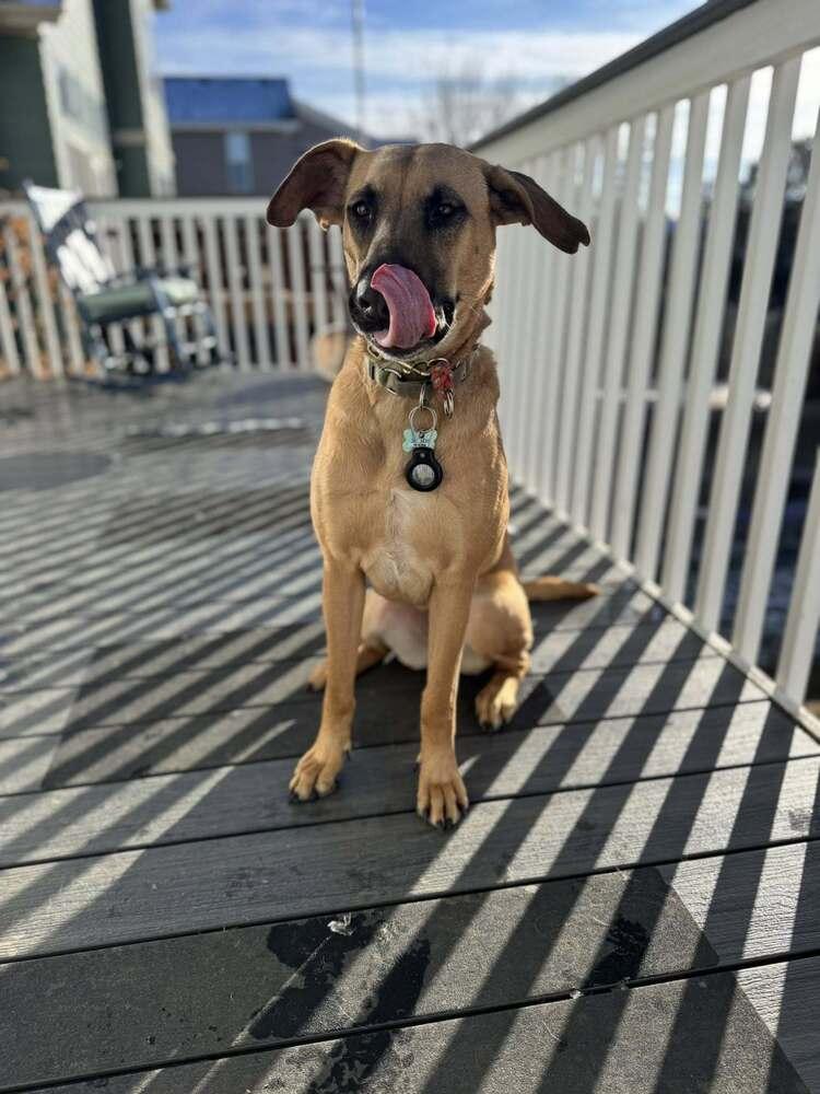 Enlarge Flora, a Adoptable mixed breed in Littleton, CO image 5/6