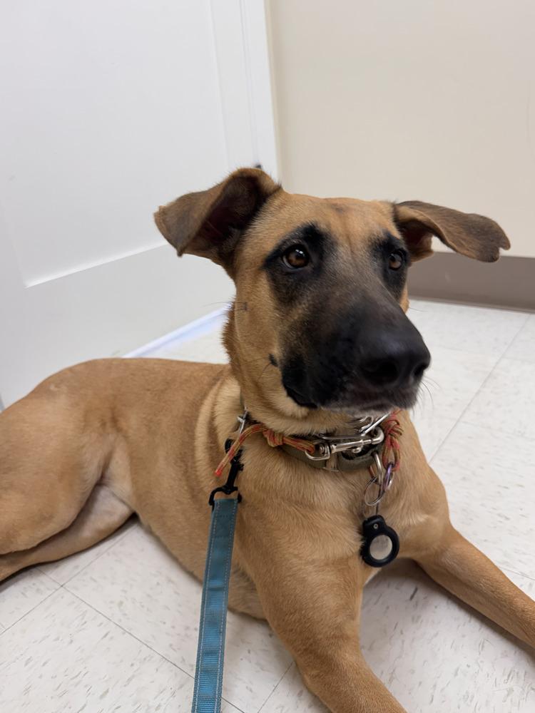 Enlarge Flora, a Adoptable mixed breed in Littleton, CO image 5/6