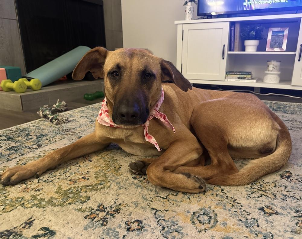 Enlarge Flora, a Adoptable mixed breed in Littleton, CO image 6/6