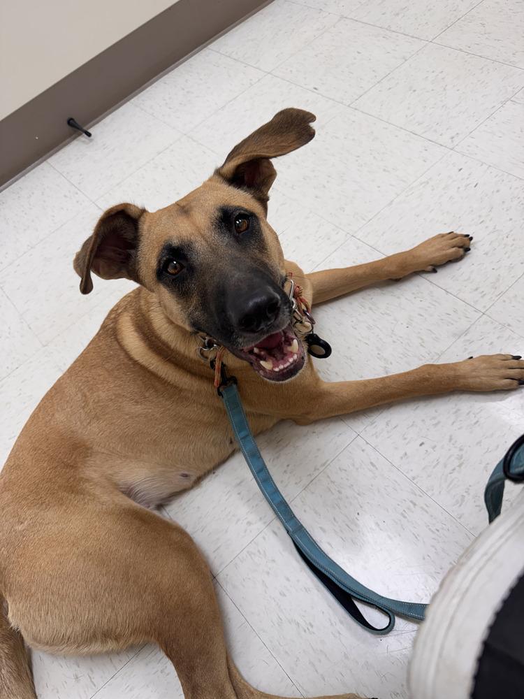 Enlarge Flora, a Adoptable mixed breed in Littleton, CO image 6/6