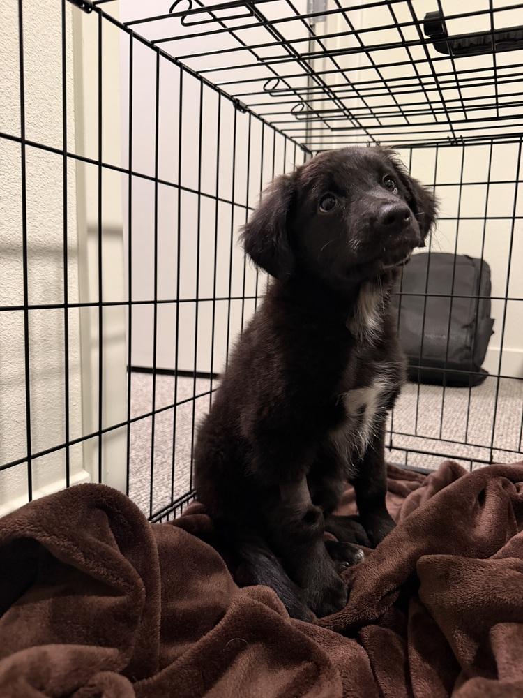 Enlarge Lily, a Adoptable mixed breed in Denver, CO image 2/6
