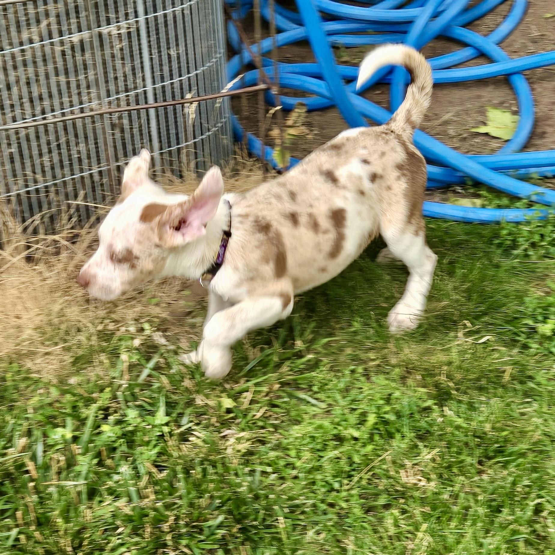 Glenda, a ADOPTABLE mixed breed in Prior Lake, MN image 6/6