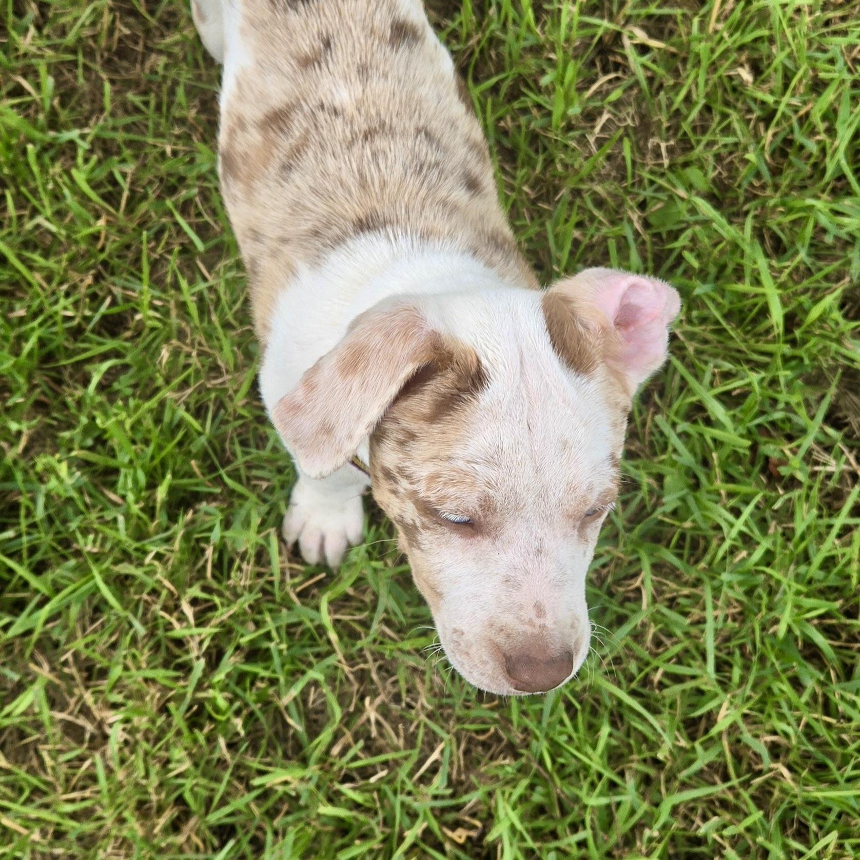 Glenda, a ADOPTABLE mixed breed in Prior Lake, MN image 3/6