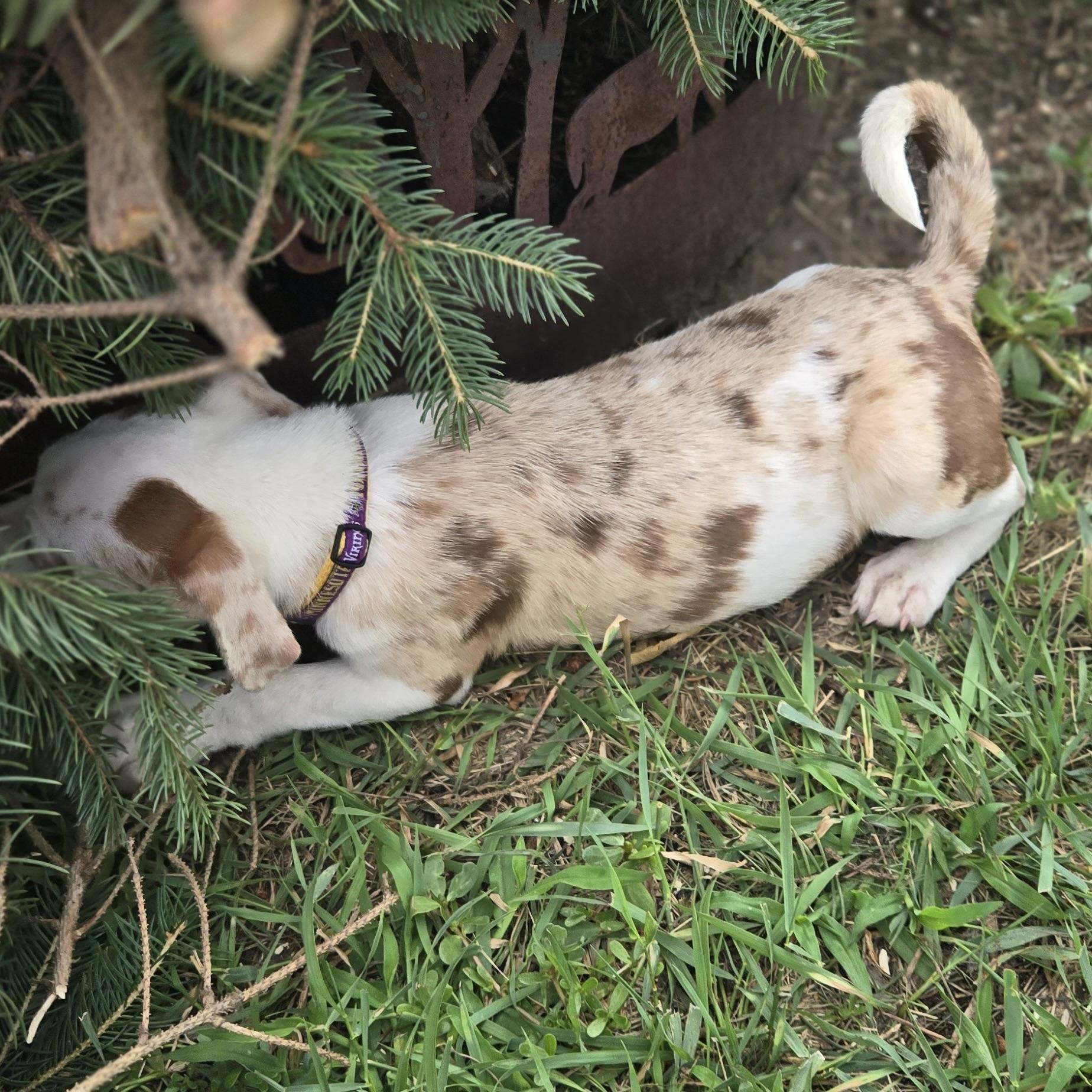 Glenda, a ADOPTABLE mixed breed in Prior Lake, MN image 5/6