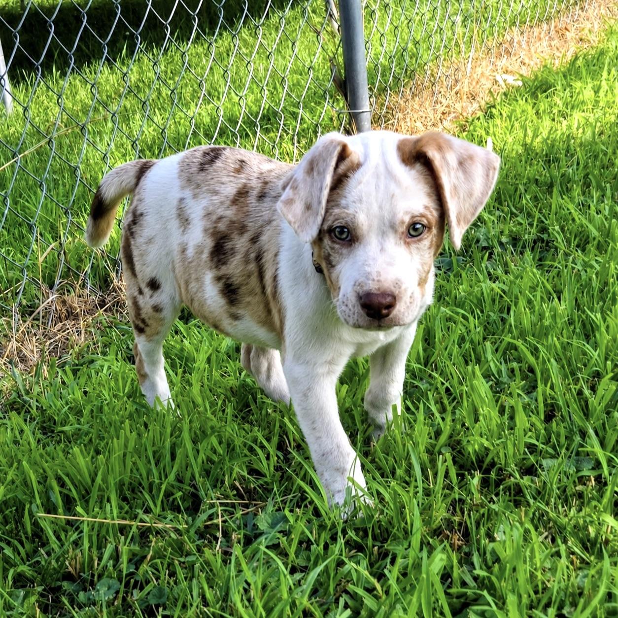 Glenda, a ADOPTABLE mixed breed in Prior Lake, MN image 2/6