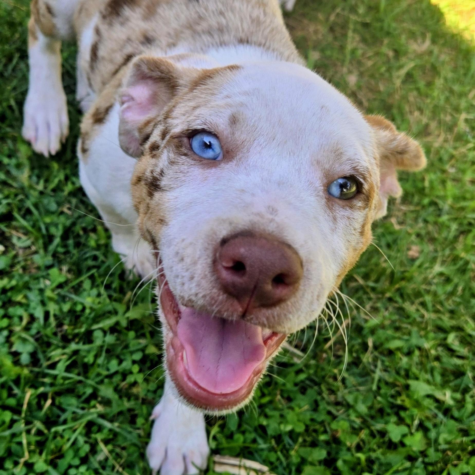 Glenda, a ADOPTABLE mixed breed in Prior Lake, MN image 4/6
