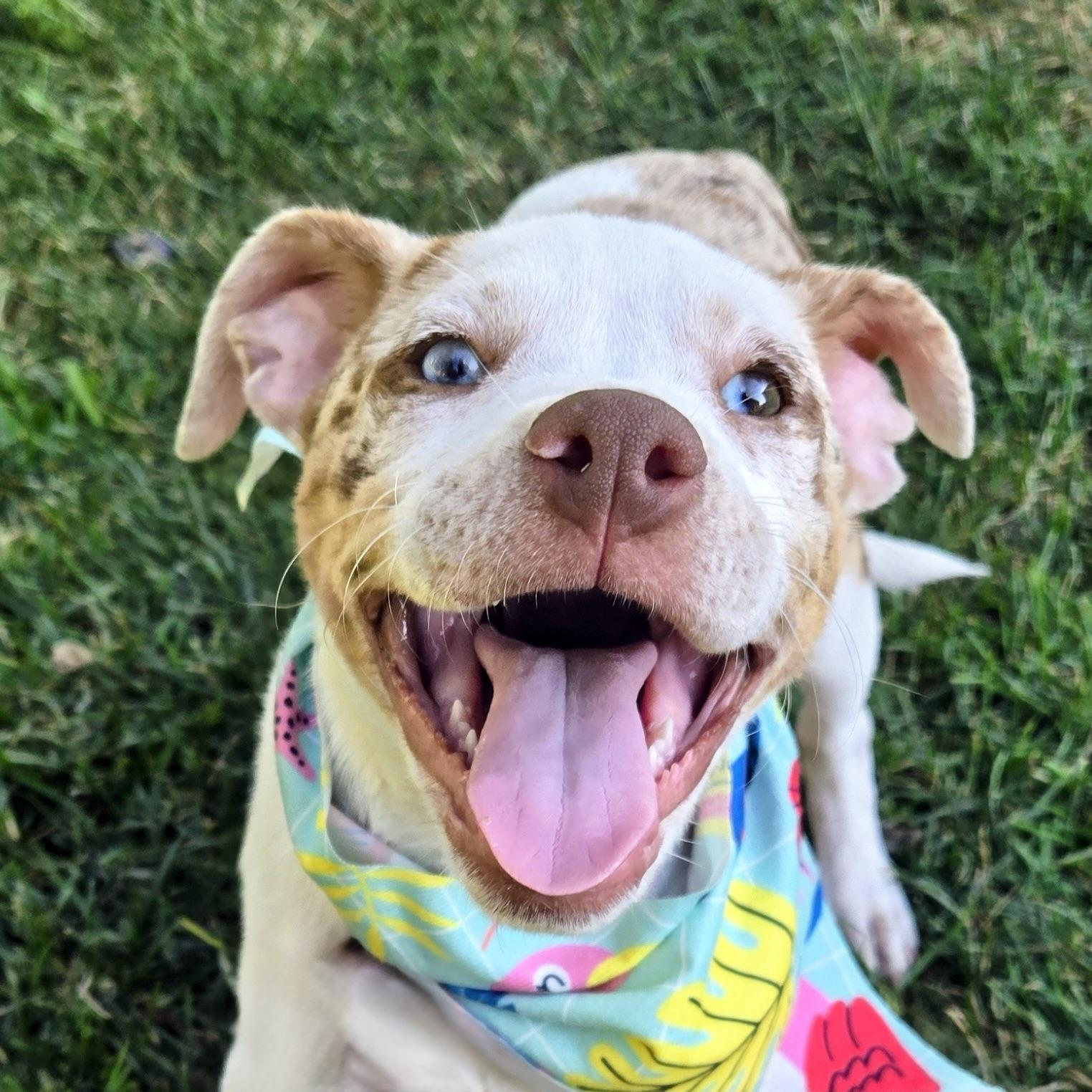 Glenda, ADOPTABLE, Puppy Female Mixed Breed.