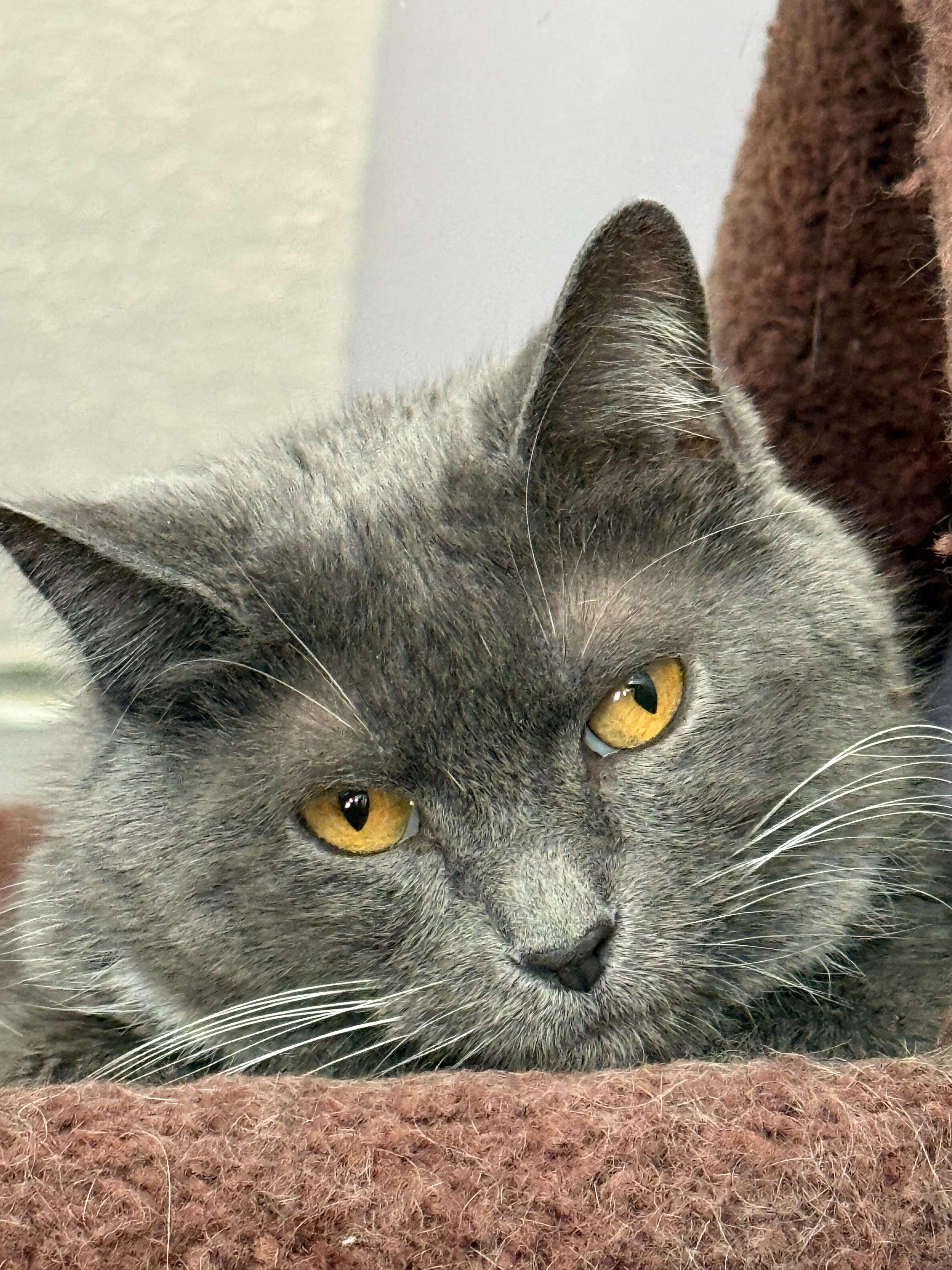 Aster, ADOPTABLE, Young Female Domestic Short Hair.