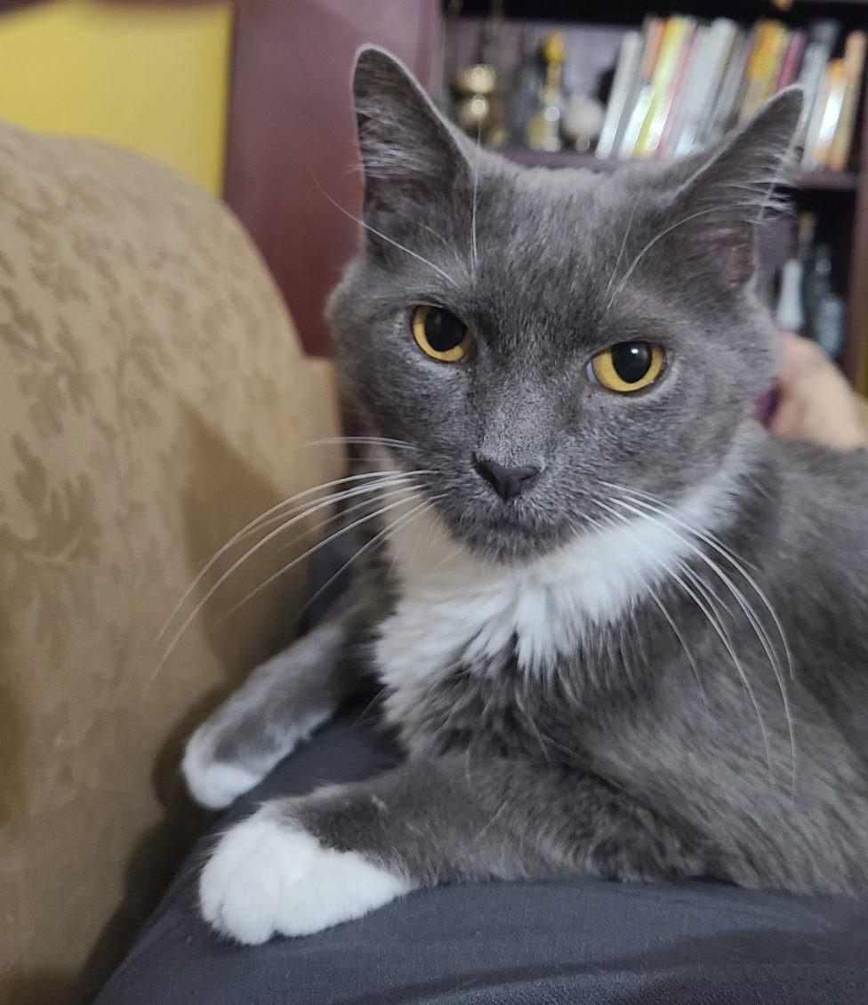 Aster , ADOPTABLE, Young Female Domestic Short Hair.