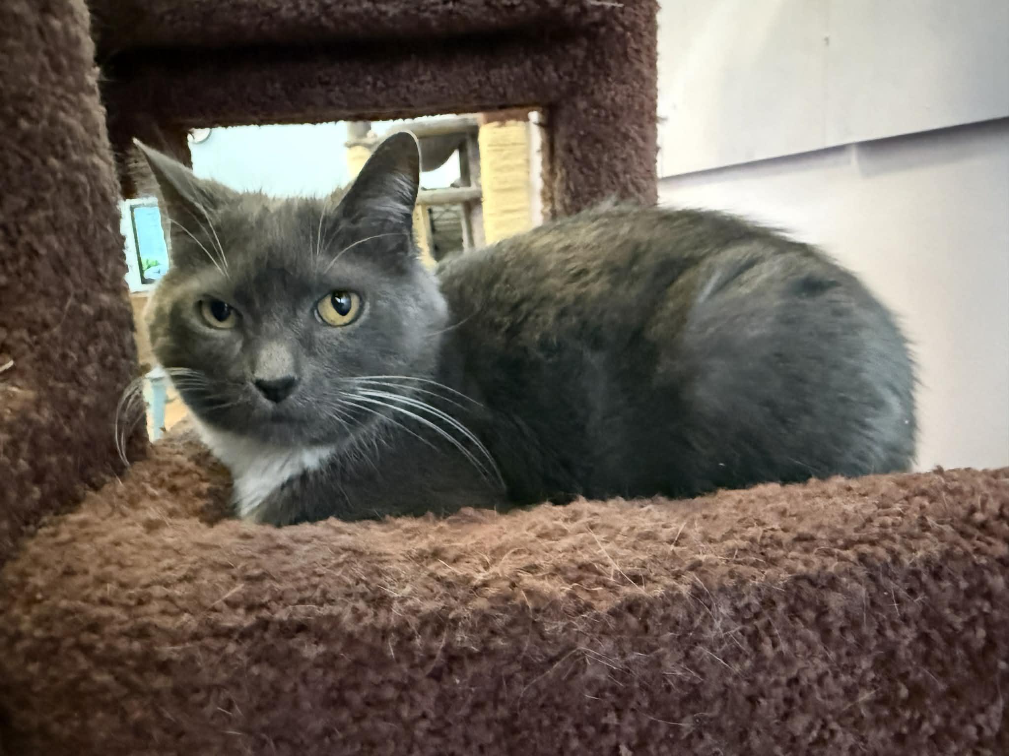 Enlarge Aster, a ADOPTABLE Domestic Short Hair in West Lafayette, IN image 2/5