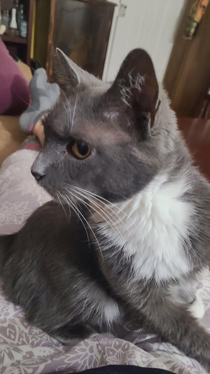 Enlarge Aster , a ADOPTABLE Domestic Short Hair in West Lafayette, IN image 2/3