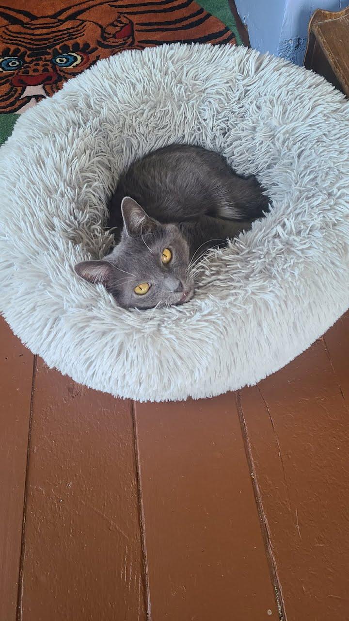 Enlarge Aster , a ADOPTABLE Domestic Short Hair in West Lafayette, IN image 3/3