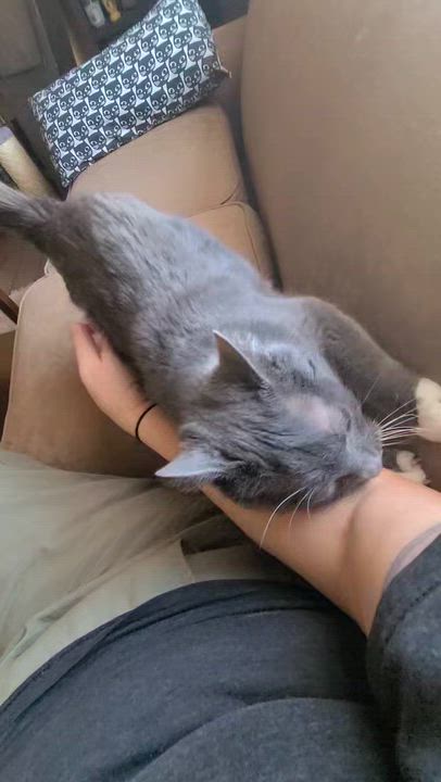 Enlarge Aster, a ADOPTABLE Domestic Short Hair in West Lafayette, IN video 5/5