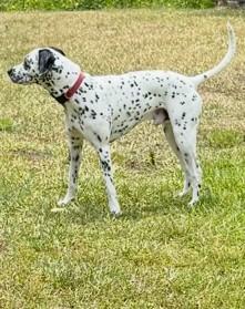 Oreo-ADOPTION PENDING