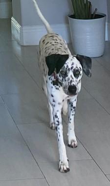 Oreo-ADOPTION PENDING