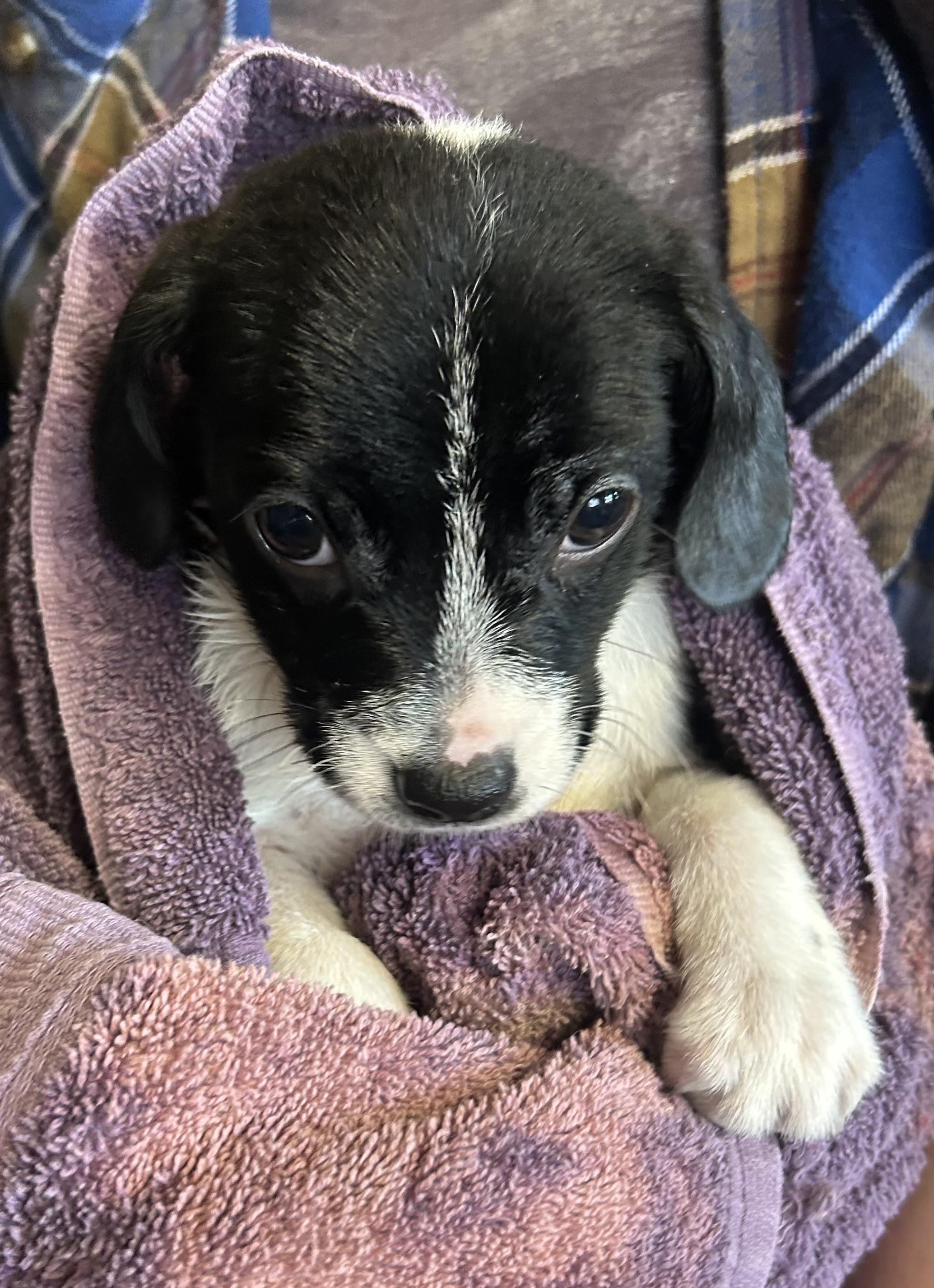 Enlarge Sheldon, an adopted mixed breed in Vinemont, AL image 1/1