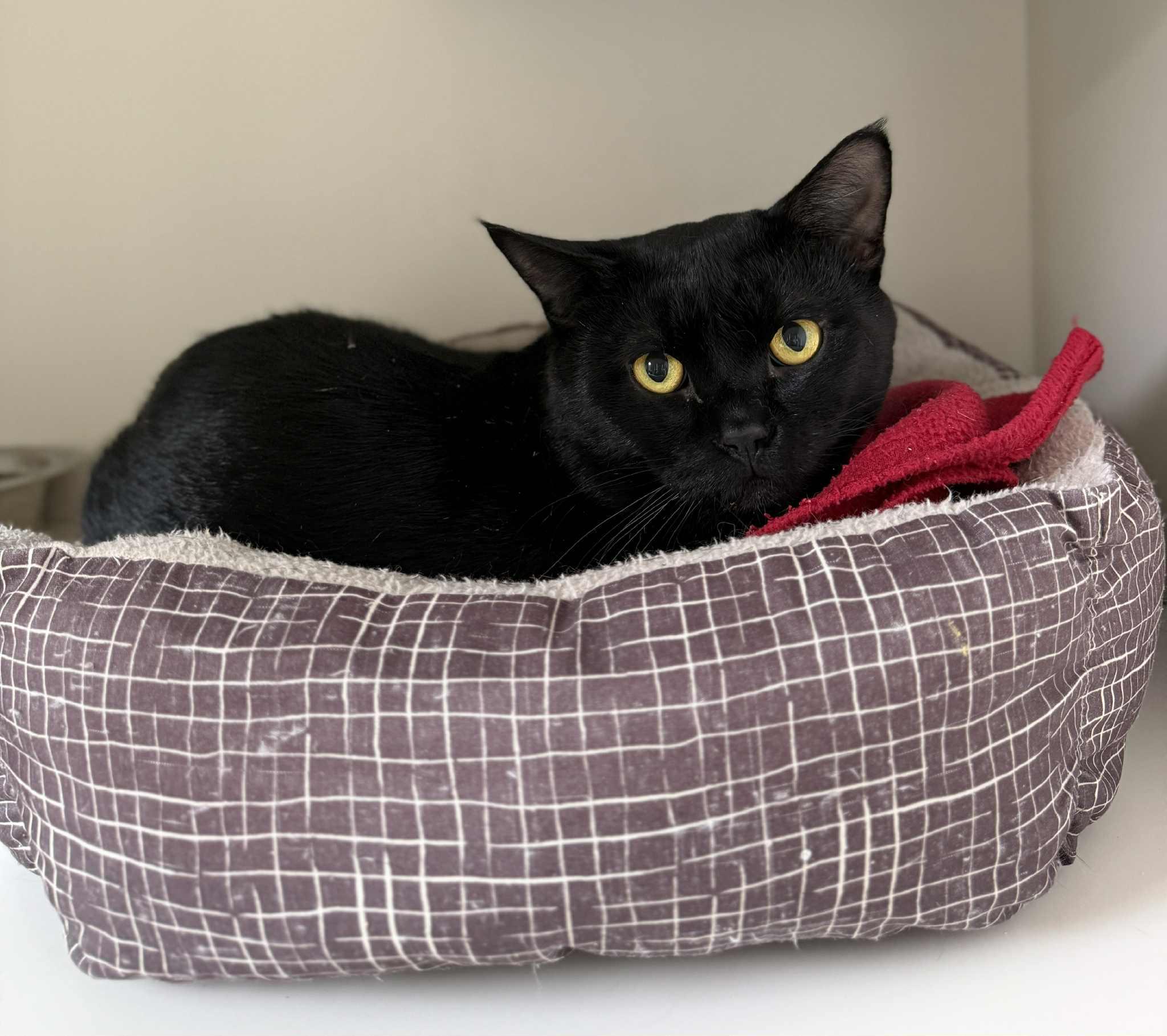 Lupe, Adoptable, Adult Male Domestic Short Hair.