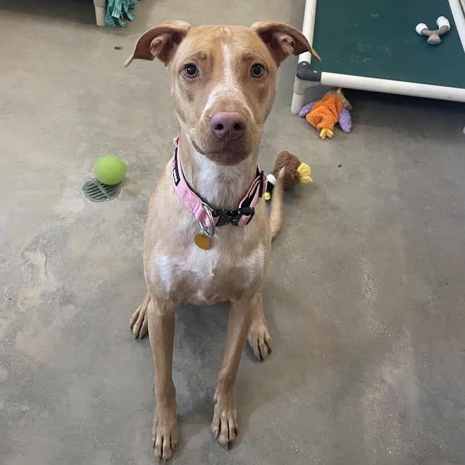 Lily, Adoptable, Young Female Mixed Breed.