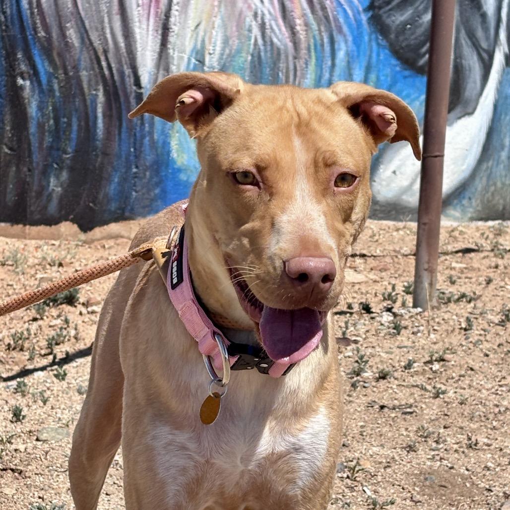 Enlarge Lily, a Adoptable Mixed Breed in Prescott, AZ image 3/6