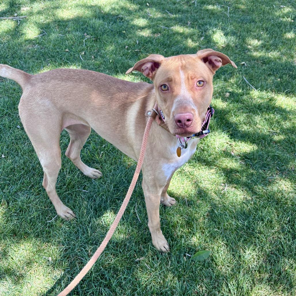 Enlarge Lily, a Adoptable Mixed Breed in Prescott, AZ image 4/6
