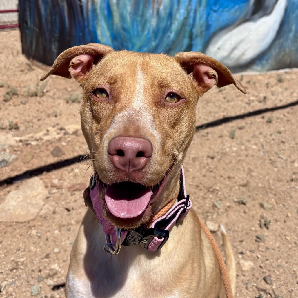 Enlarge Lily, a Adoptable Mixed Breed in Prescott, AZ image 5/6