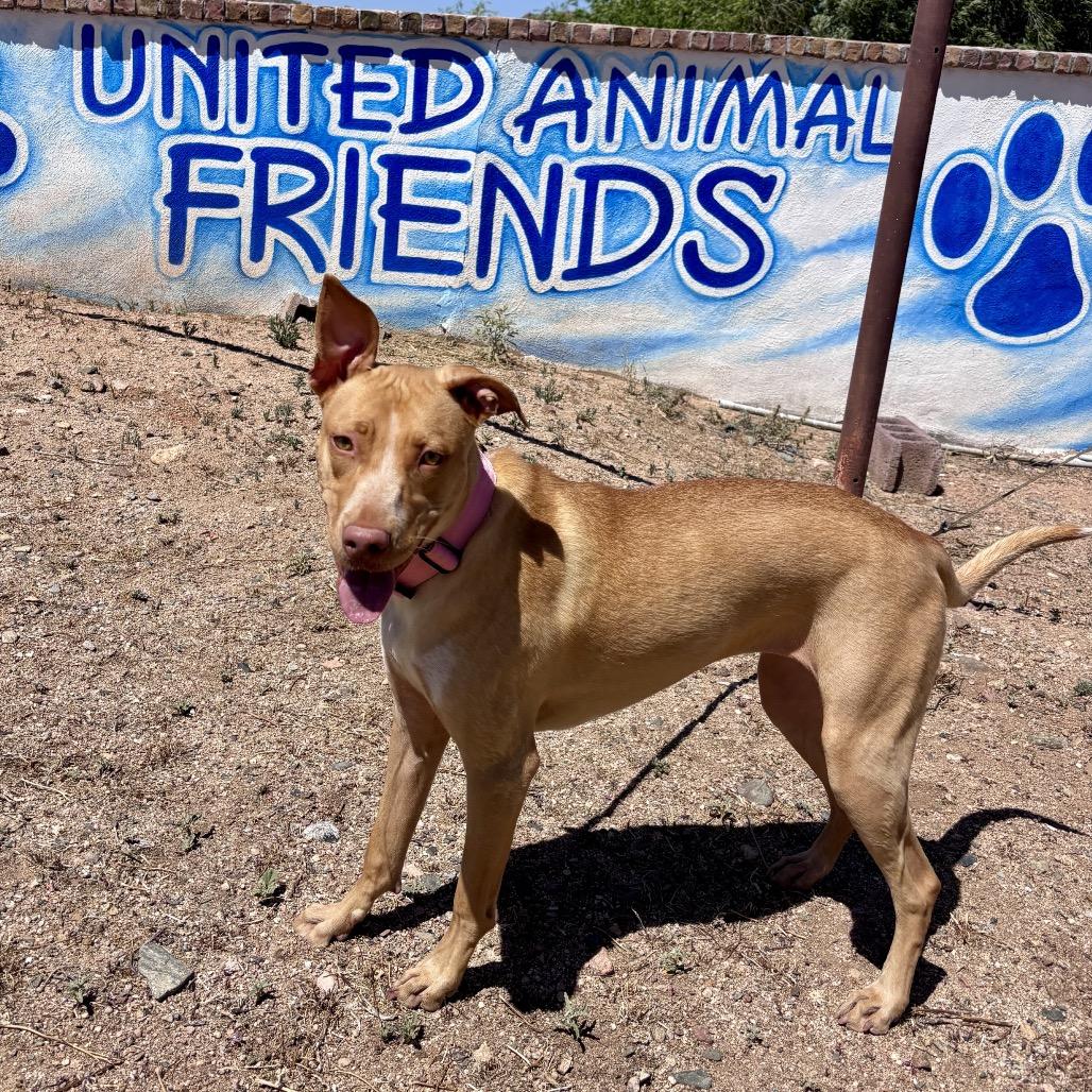 Enlarge Lily, a Adoptable Mixed Breed in Prescott, AZ image 6/6