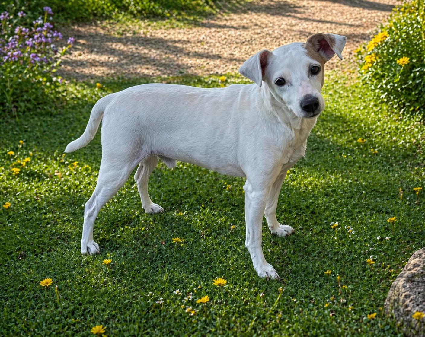 Thomas, Adoptable, Senior Male Jack Russell Terrier.