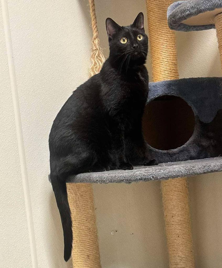 MAC, Adoptable, Young Male Domestic Short Hair.