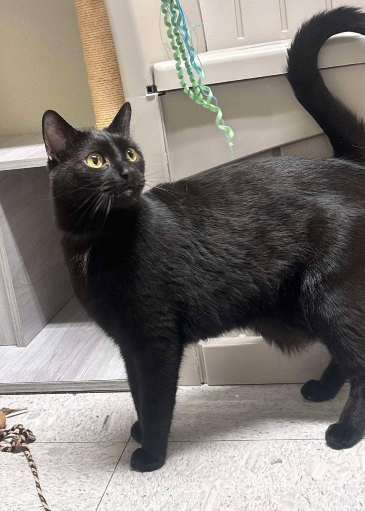 MAC, a Adoptable mixed breed in Sandusky, OH image 2/2