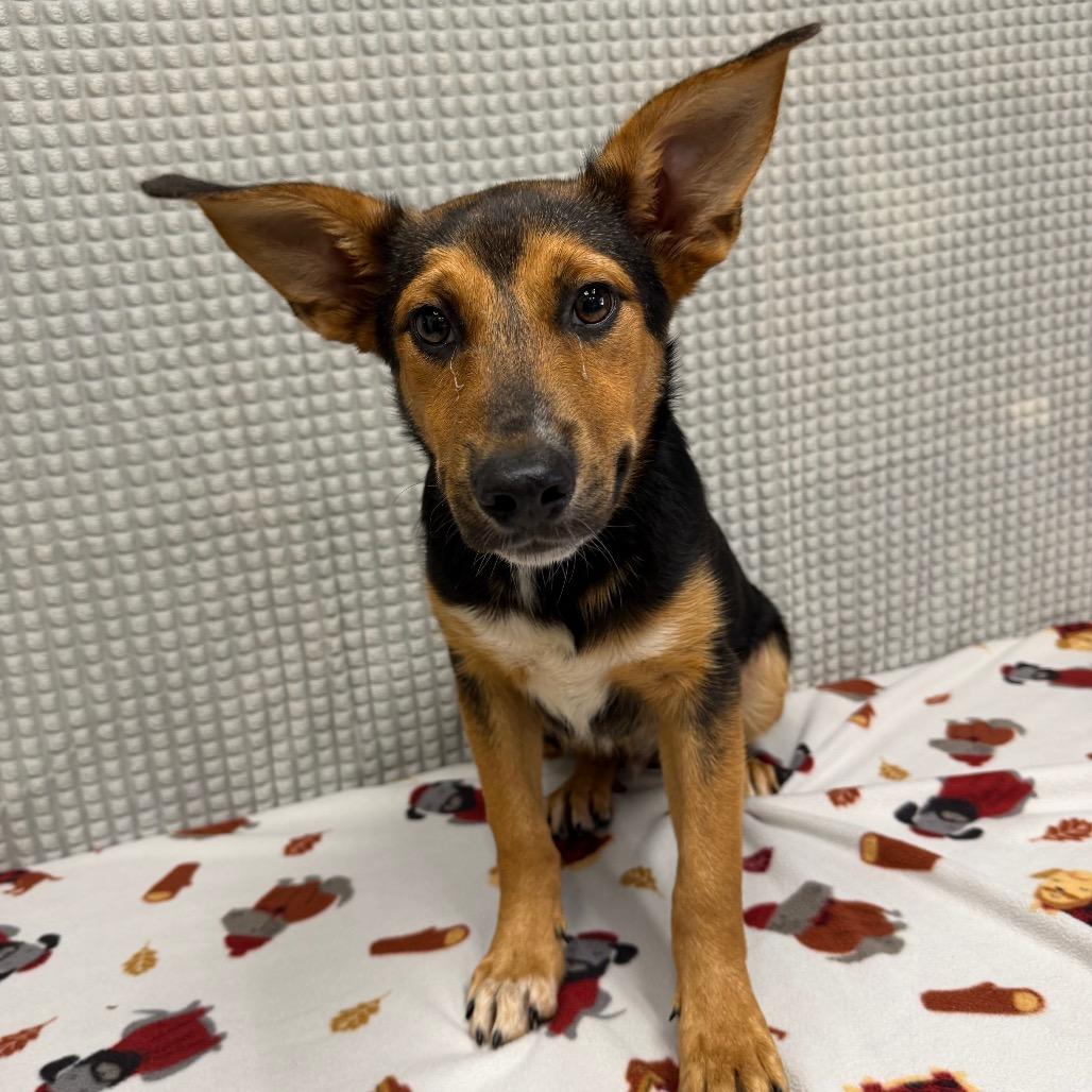 Almond, Adoptable, Puppy Male Shepherd & Mixed Breed.