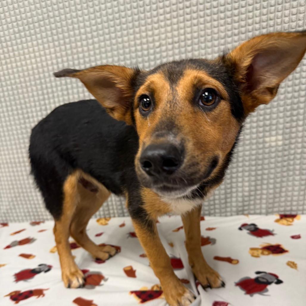 Enlarge Almond, a Adoptable mixed breed in Bryan, TX image 3/4
