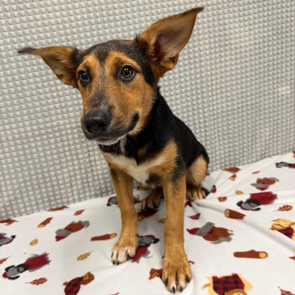 Enlarge Almond, a Adoptable mixed breed in Bryan, TX image 4/4