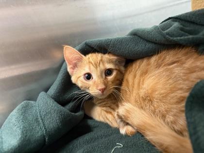 Enlarge JD, an adopted Domestic Short Hair in El Reno, OK image 1/1