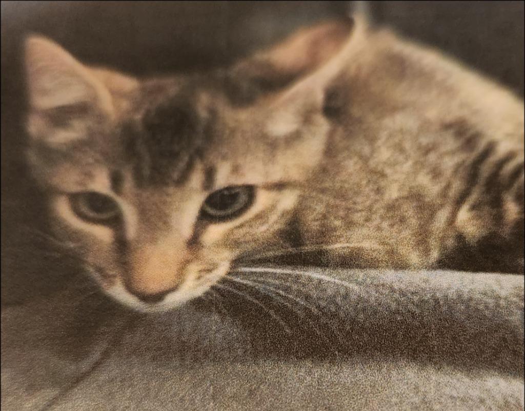 Enlarge Christy, a Adoptable mixed breed in Thompson Falls, MT image 1/1