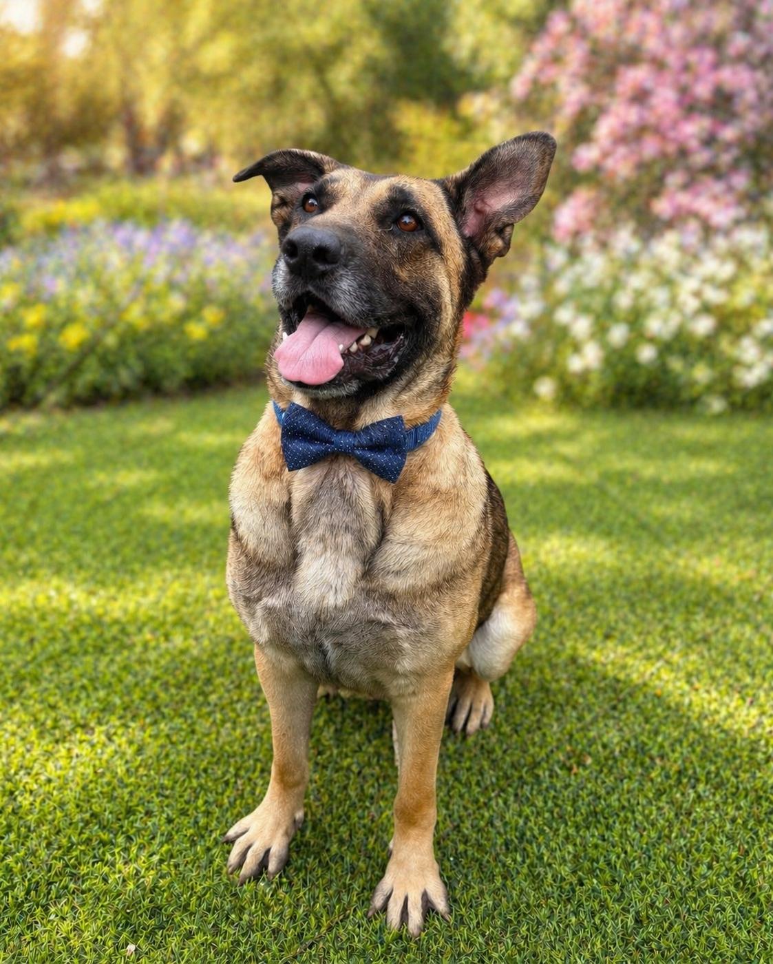 Enlarge Big Boy Alfi, a.k.a Great Boy sweetie, a Adoptable mixed breed in Houston, TX image 2/6