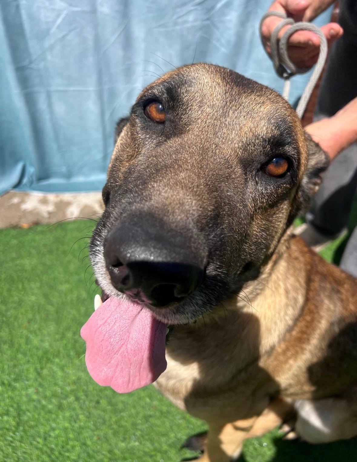 Enlarge Big Boy Alfi, a.k.a Great Boy sweetie, a Adoptable mixed breed in Houston, TX image 3/6